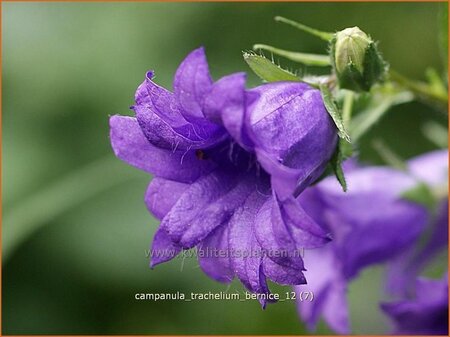 Campanula trachelium &#39;Bernice&#39;