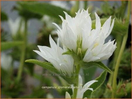 Campanula glomerata &#39;Alba&#39;