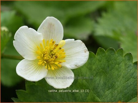 Caltha palustris &#39;Alba&#39;