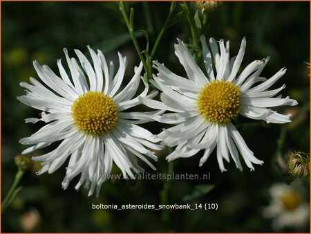 Boltonia asteroides &#39;Snowbank&#39;