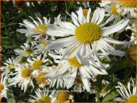 Boltonia asteroides &#39;Snowbank&#39;