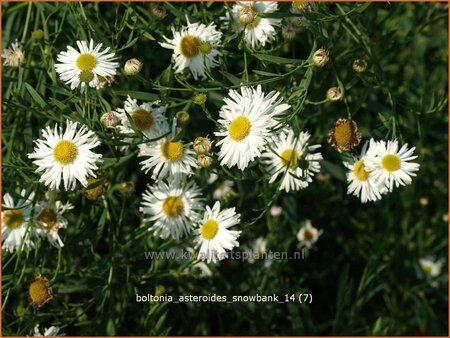 Boltonia asteroides &#39;Snowbank&#39;