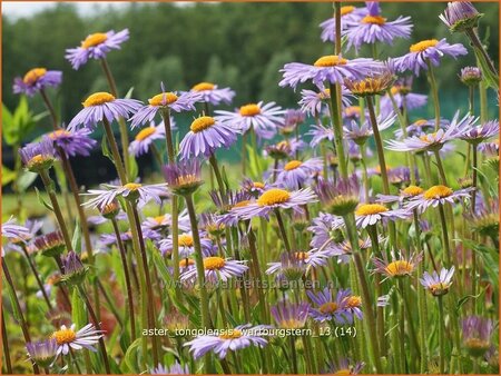 Aster tongolensis &#39;Wartburgstern&#39;