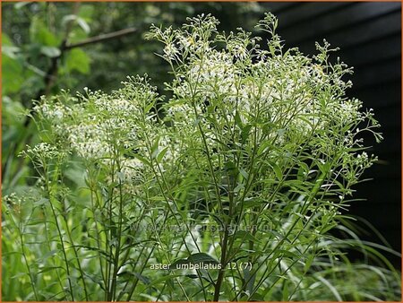 Aster umbellatus