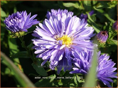 Aster novi-belgii &#39;Marie Ballard&#39;