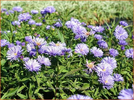 Aster novi-belgii &#39;Marie Ballard&#39;