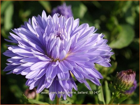 Aster novi-belgii &#39;Marie Ballard&#39;