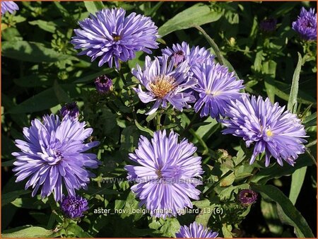 Aster novi-belgii &#39;Marie Ballard&#39;