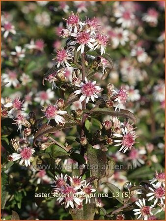 Aster lateriflorus &#39;Prince&#39;