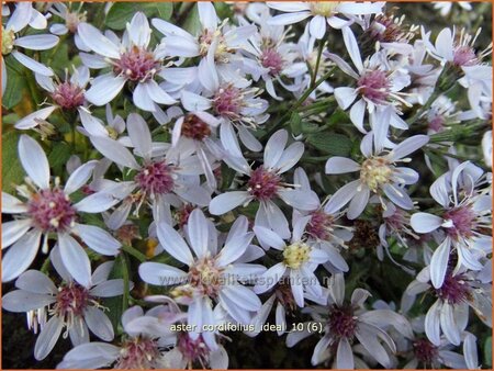 Aster cordifolius &#39;Ideal&#39;