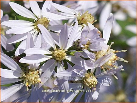 Aster cordifolius &#39;Silver Spray&#39;