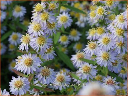 Aster ericoides &#39;Blue Star&#39;