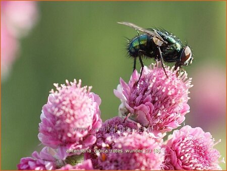 Antennaria dioica &#39;Rotes Wunder&#39;