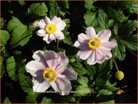 Anemone hybrida &#39;Serenade&#39;