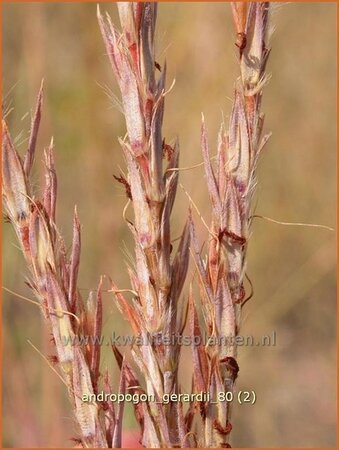 Andropogon gerardii