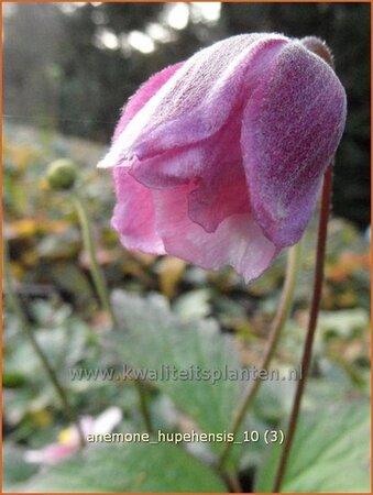 Anemone hupehensis