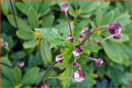 Anemone hupehensis