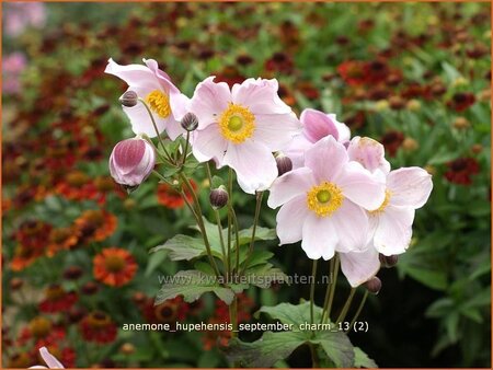 Anemone hupehensis &#39;September Charm&#39;