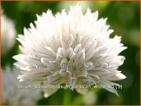 Allium schoenoprasum &#39;Corsican White&#39;