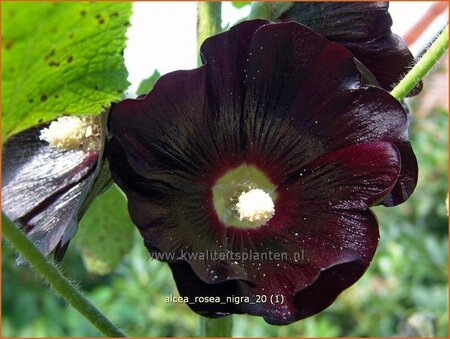 Alcea rosea &#39;Nigra&#39;