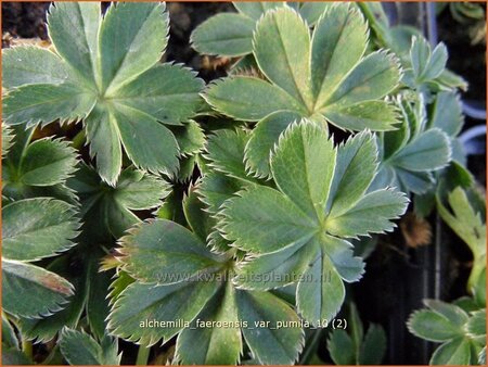 Alchemilla faeroensis var. pumila