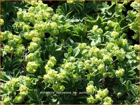 Alchemilla faeroensis var. pumila