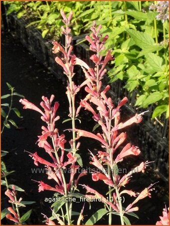 Agastache &#39;Firebird&#39;