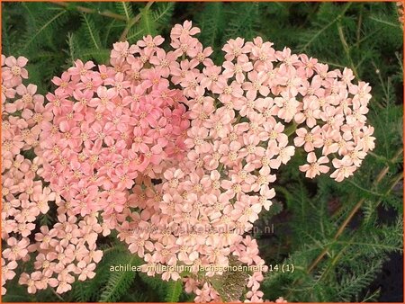 Achillea millefolium &#39;Lachsschönheit&#39;