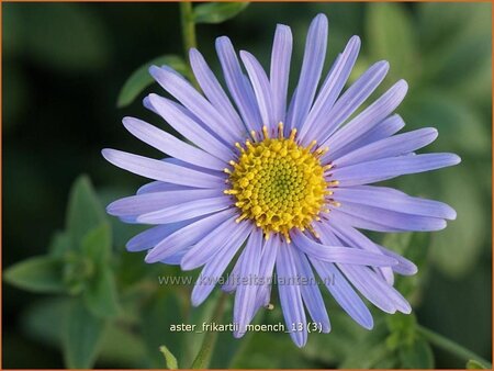 Aster frikartii &#39;Mönch&#39;