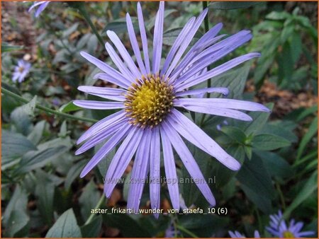 Aster frikartii &#39;Wunder von Stäfa&#39;