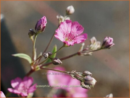 Gypsophila repens &#39;Rosa Schönheit&#39;