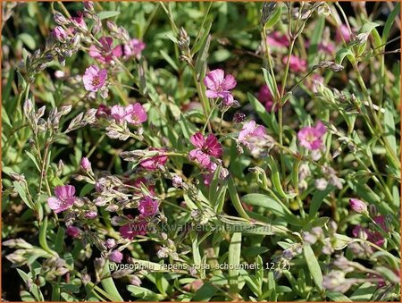 Gypsophila repens &#39;Rosa Schönheit&#39;