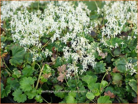 Saxifraga cortusifolia &#39;Maigrün&#39;