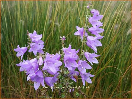 Adenophora &#39;Gaudi Violet&#39;