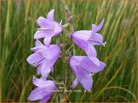 Adenophora &#39;Gaudi Violet&#39;