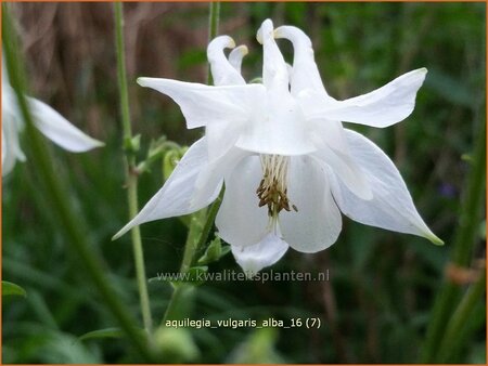 Aquilegia vulgaris &#39;Alba&#39;