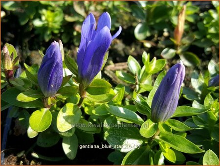 Gentiana &#39;Blue Star&#39;