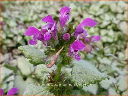 Lamium maculatum &#39;Sterling Silver&#39;