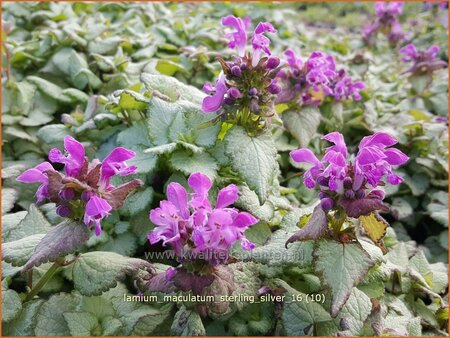 Lamium maculatum &#39;Sterling Silver&#39;