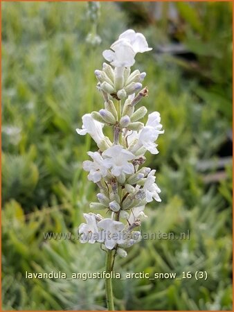 Lavandula angustifolia &#39;Arctic Snow&#39;