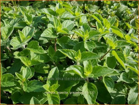 Mentha piperita &#39;Grapefruit&#39;