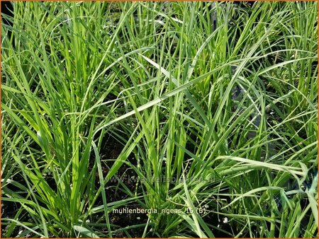 Muhlenbergia rigens