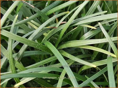 Ophiopogon chingii