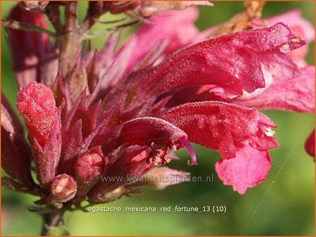 Agastache mexicana &#39;Red Fortune&#39;