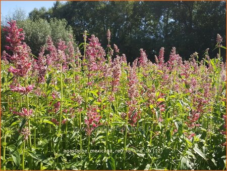 Agastache mexicana &#39;Red Fortune&#39;