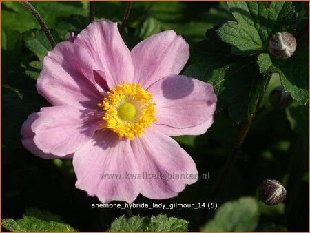 Anemone hybrida &#39;Lady Gilmour&#39;