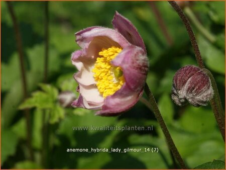 Anemone hybrida &#39;Lady Gilmour&#39;