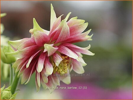 Aquilegia &#39;Nora Barlow&#39;