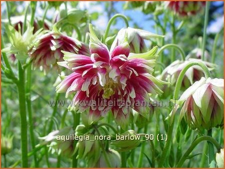 Aquilegia &#39;Nora Barlow&#39;