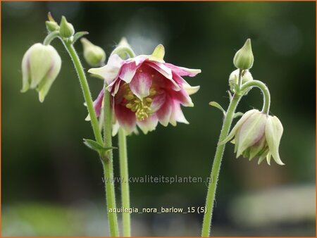 Aquilegia &#39;Nora Barlow&#39;